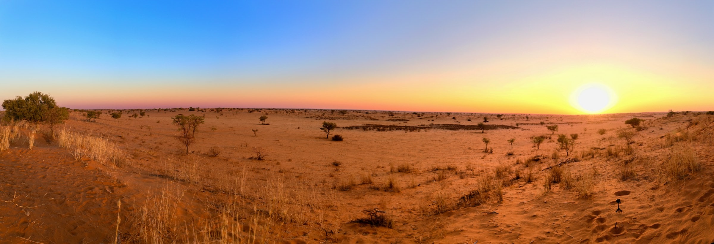 Sunset over the Kalahari with a lone tree on the horizon